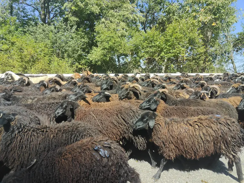 Стадо козочек и барашков